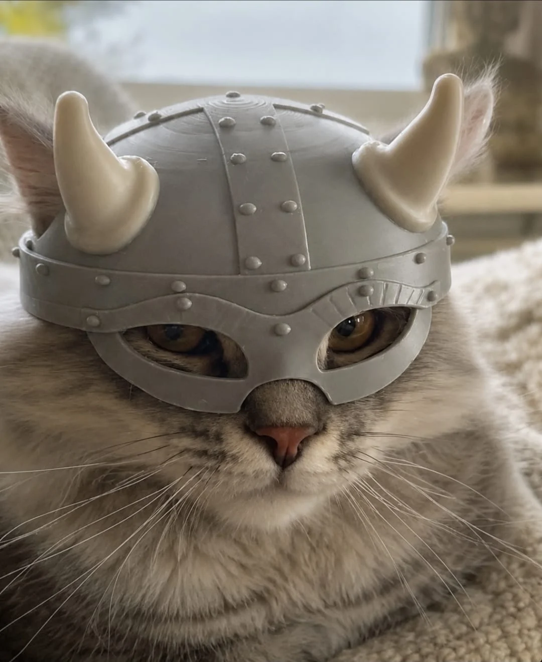 The real Viking Cat: a grey tabby wearing a grey riveted helmet with cream horns